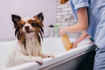 Pet Grooming and Pet Sitting Insurance in Bedford, TX by Insurance Services & Management, LLC.