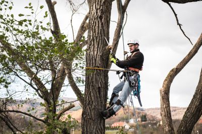Tree Trimming Insurance in Bedford, TX by Insurance Services & Management, LLC.